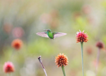 Inirida: Jewel of the Colombian Orinoco Private Birding Tour