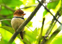 Inirida: Jewel of the Colombian Orinoco Private Birding Tour