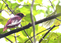 Inirida: Jewel of the Colombian Orinoco Private Birding Tour