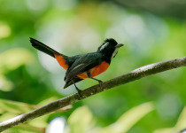 Inirida: Jewel of the Colombian Orinoco Private Birding Tour