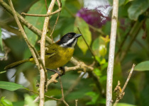 Inirida: Jewel of the Colombian Orinoco Private Birding Tour