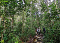 Inirida: Jewel of the Colombian Orinoco Private Birding Tour