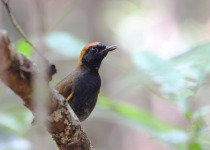 Inirida: Jewel of the Colombian Orinoco Private Birding Tour