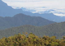 Andean Essentials Private Birding Trip in Colombia