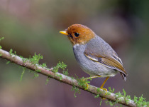 Andean Essentials Private Birding Trip in Colombia