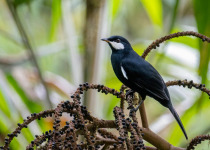Andean Essentials Private Birding Trip in Colombia