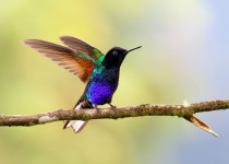 Andean Essentials Private Birding Trip in Colombia