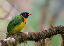 Andean Essentials Private Birding Trip in Colombia