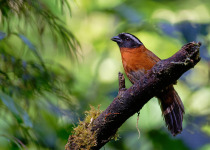 Andean Essentials Private Birding Trip in Colombia