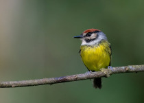 Andean Essentials Private Birding Trip in Colombia