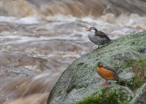 Andean Essentials Private Birding Trip in Colombia