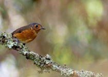 Andean Essentials Private Birding Trip in Colombia