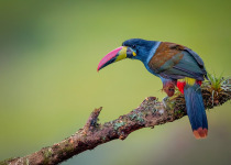 Andean Essentials Private Birding Trip in Colombia