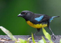 Andean Essentials Private Birding Trip in Colombia