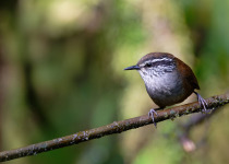 Andean Essentials Private Birding Trip in Colombia