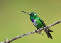 Andean Essentials Private Birding Trip in Colombia
