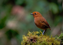 Andean Essentials Private Birding Trip in Colombia