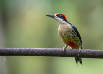 Andean Essentials Private Birding Trip in Colombia
