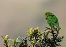 Andean Essentials Private Birding Trip in Colombia