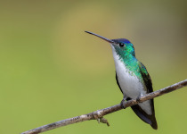 Andean Essentials Private Birding Trip in Colombia