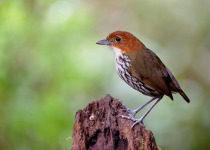 Andean Essentials Private Birding Trip in Colombia