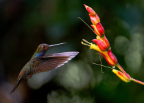 Western and Central Andes of Colombia Private Photographic Birding Tour