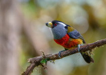 Western and Central Andes of Colombia Private Photographic Birding Tour