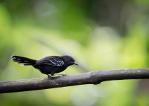 Western and Central Andes of Colombia Private Photographic Birding Tour