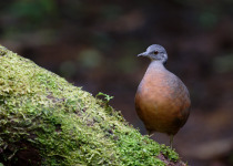 Western and Central Andes of Colombia Private Photographic Birding Tour
