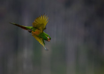 Western and Central Andes of Colombia Private Photographic Birding Tour