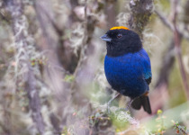 Western and Central Andes of Colombia Private Photographic Birding Tour