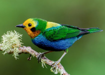 Western and Central Andes of Colombia Private Photographic Birding Tour