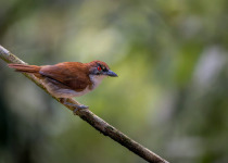 Western and Central Andes of Colombia Private Photographic Birding Tour