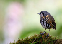 Western and Central Andes of Colombia Private Photographic Birding Tour