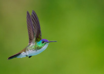 Western and Central Andes of Colombia Private Photographic Birding Tour