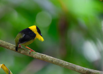 Western and Central Andes of Colombia Private Photographic Birding Tour