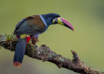 Western and Central Andes of Colombia Private Photographic Birding Tour