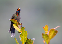 Western and Central Andes of Colombia Private Photographic Birding Tour