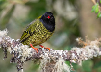 Western and Central Andes of Colombia Private Photographic Birding Tour