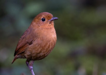 Western and Central Andes of Colombia Private Photographic Birding Tour