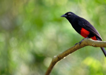 Western and Central Andes of Colombia Private Photographic Birding Tour