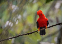Western and Central Andes of Colombia Private Photographic Birding Tour