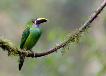 Western and Central Andes of Colombia Private Photographic Birding Tour