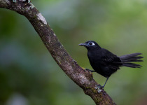 Western and Central Andes of Colombia Private Photographic Birding Tour