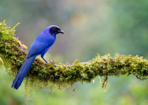Western and Central Andes of Colombia Private Photographic Birding Tour