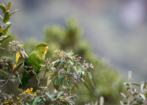 Western and Central Andes of Colombia Private Photographic Birding Tour