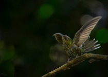 Western and Central Andes of Colombia Private Photographic Birding Tour