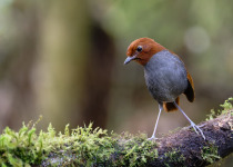 Western and Central Andes of Colombia Private Photographic Birding Tour