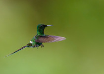 Western and Central Andes of Colombia Private Photographic Birding Tour