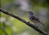 Western and Central Andes of Colombia Private Photographic Birding Tour